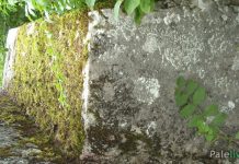 Zarasla nekropola Pavlovića u Gornjim Palama