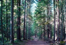 Ovoga proljeća biće zasađeno 55.500 sadnica smrče