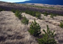 Zasađeno 68.750 sadnica