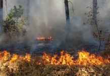Većina požara izazvana ljudskom nepažnjom