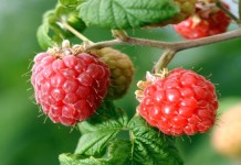 Ove godine malina dobrog kvaliteta