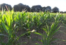 Kukuruz obran sa 45 odsto zasijanih površina, prinosi oko šest tona