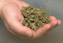 Lišen slobode zbog zasada marihuane