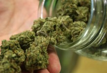 Uhapšen zbog proizvodnje i prodaje marihuane