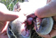 Prijaviti grla radi preventivne zaštite od plavog jezika