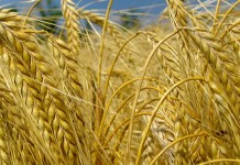 Ozime žitarice zasijane na 90 hektara