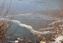 Drina zaleđena u priobalju