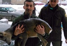 Srndać prošetao gradom