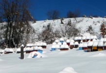 Prošla godina bila veoma loša za pčelare romanijske regije