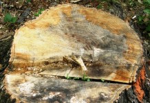 Ukradeno trideset četinara iz dvorišta Studentskog doma