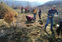 Pošumljavanje na 25 hektara