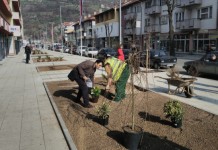 U renoviranoj ulici zasađeno ukrasno rastinje