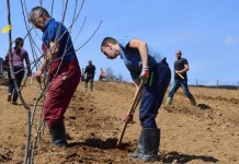 Počela sadnja na oglednom polju
