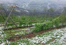 Snijeg oštetio malinjake