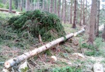 Sječom šuve šume štite širenje potkornjaka
