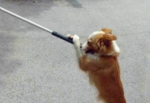 U azil će biti upućeno 14 pasa lutalica