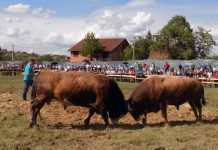 Šibonja najjači megdandžija