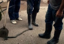 Zmija u centru grada