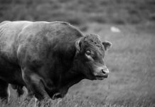 Bik usmrtio radnika na farmi Ilustracija