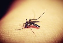 Završeno uništavanje komaraca na 2.500 hektara Završeno uništavanje komaraca na 2.500 hektara