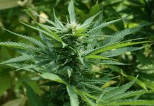 Kod Pala pronađen zasad indijske konoplje