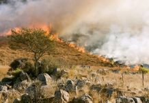 Gorjeli nisko rastinje i šuma na 15 hektara Požar ilustracija