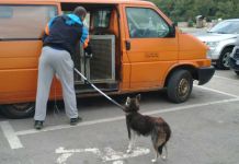 Uhvaćeno 18 pasa lutalica