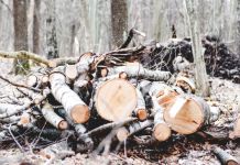 Bespravna sječa 13 stabala jele i srmče Ilustracija