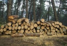 U akciji „Šuma“ pronađeno gotovo 50 ukradenih trupaca Ilustracija