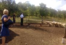 Opštinska komisija utvrđuje štetu nakon napada vukova Vukovi napali ovce Višegrad