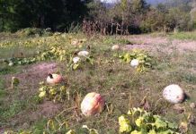 Šljiva izdala, prvi put pravili džem od bundeve Šljiva izdala, prvi put pravili džem od bundeve