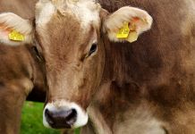Povećan broj goveda oboljelih od plavog jezika