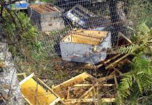 Mečka uništila devet košnica Mečka uništila devet košnica