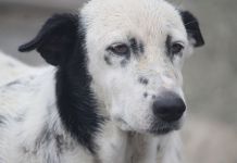 Uhvaćeno 13 pasa lutalica