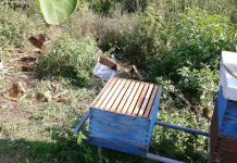 Medvjed uništio pčelinjak porodice Mijatović