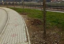 Novi drvored u centru grada Novi drvored u centru grada