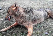 Prvi šakal ustrijeljen na Romaniji