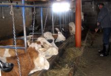 Od prodaje mlijeka i premija ukupna zarada 1.600.000 KM Od prodaje mlijeka i premija ukupna zarada 1.600.000 KM