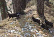 Pojačanom kontrolom lova sačuvati srnu i divokozu Pojačanom kontrolom lova sačuvati srnu i divokozu