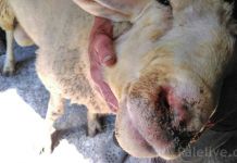 Počela isplata odštete za ovce uginule od bolesti plavog jezika Počela isplata odštete za ovce uginule od bolesti plavog jezika