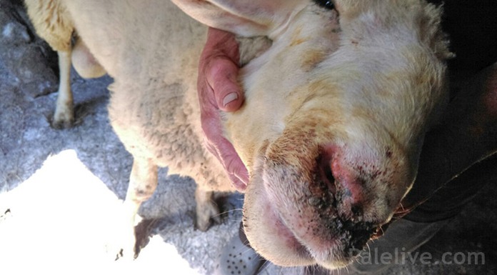 Počela isplata odštete za ovce uginule od bolesti plavog jezika