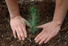 Šumsko gazdinstvo „Panos“ doniralo sadnice ukrasnog drveća Šumsko gazdinstvo "Panos" doniralo sadnice ukrasnog drveća