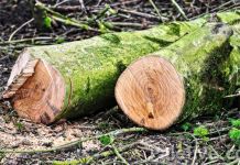 Oduzeto 13 trupaca jele i smrče