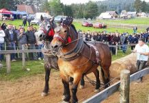 Najbolji konji Zorana Podraščanina iz Mrkonjić Grada Najbolji konji Zorana Podraščanina iz Mrkonjić Grada