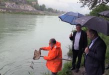 Drina poribljena pastrmkom i šaranom Drina poribljena pastrmkom i šaranom