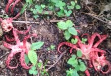 Gljiva porijeklom iz Australije nikla u Dubničkom mostu Gljiva porijeklom iz Australije nikla u Dubničkom mostu