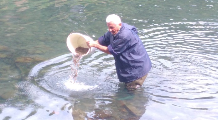 Drina poribljena sa 40.000 mlađi pastrmke