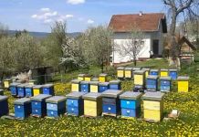 Na Romaniji ove godine slab prinos meda Na Romaniji ove godine slab prinos meda