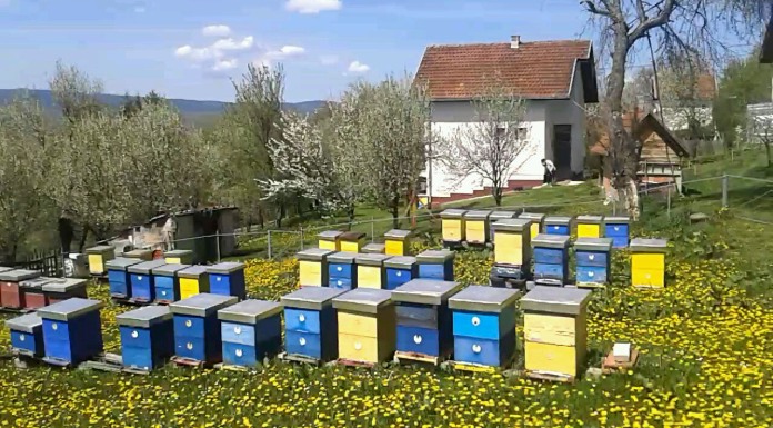 Na Romaniji ove godine slab prinos meda