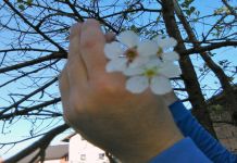 Procvjetala višnja i dobila novo lišće